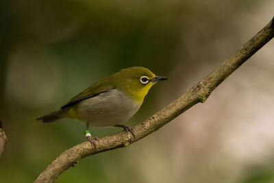 Close-up of bird perching on branch