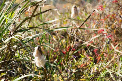 Close-up of bird perching on branch