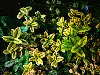 High angle view of fern leaves