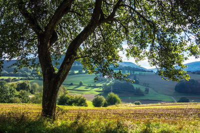 Trees growing on field against sky