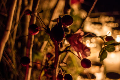 Close-up of christmas decorations at night