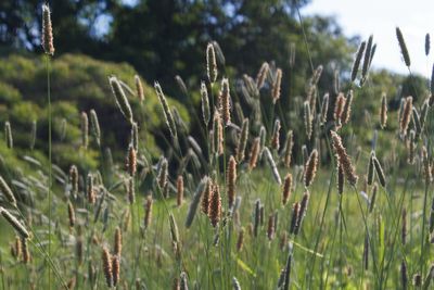 Close-up of plants growing on field