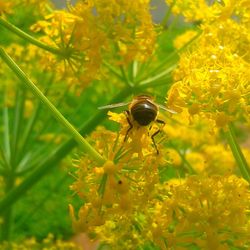 Close-up of bee on yellow flower