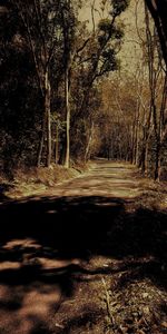 Road amidst trees in forest