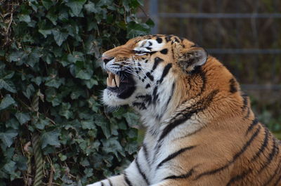 Tiger in a zoo