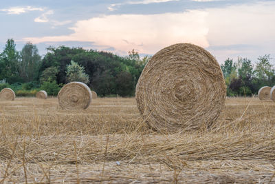 Field of round straw bales in germany