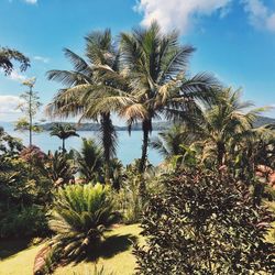 Low angle view of palm trees against blue sky