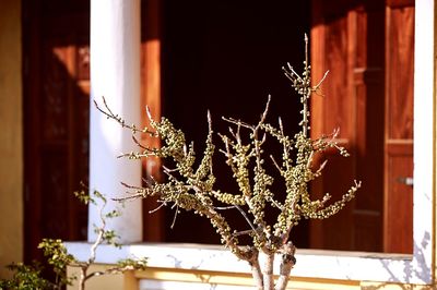 Close-up of plants