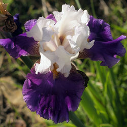 Close-up of purple iris