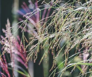 Close-up of plant