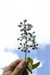 Low angle view of hand holding flower against sky