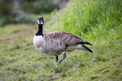 Bird in a field