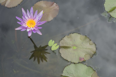 Close-up of lotus water lily in lake