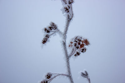 Low angle view of frozen plant against sky