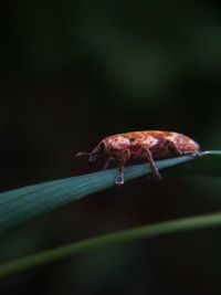 Insects in the garden