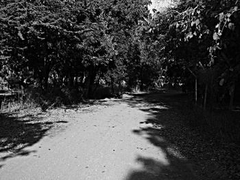 Road passing through trees