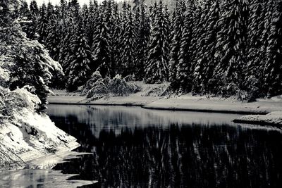 Scenic view of lake in forest during winter