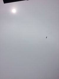 Low angle view of bird flying in sky