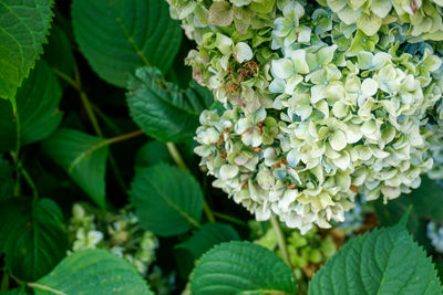 Close-up of fresh white flowering plant