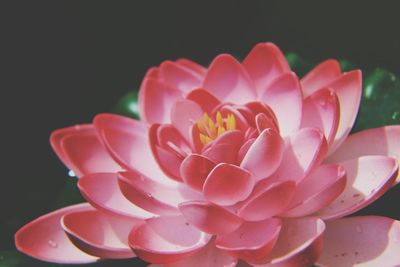 Close-up of pink flower against black background