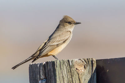 Bird perching on wooden post