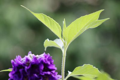 Close-up of purple flowering plant