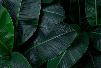 Closeup nature view of tropical banana leaf background, dark green wallpaper concept.