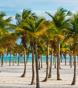 Palm trees on beach against sky