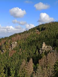 Plants growing on land against sky