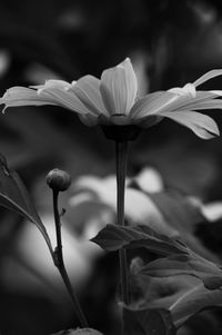Close-up of flower blooming outdoors