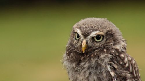 Close-up of owl