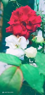 Close-up of rose bouquet