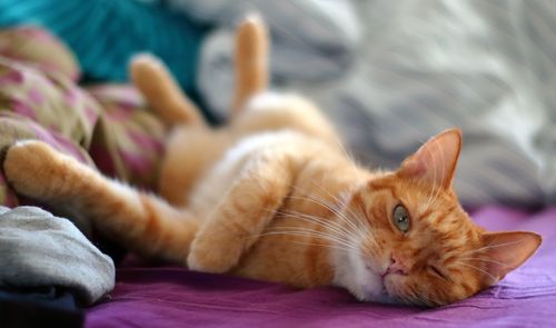 Close-up of a cat lying on bed