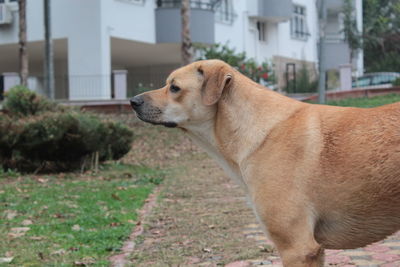 Side view of a dog looking away