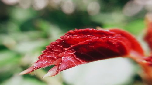 Close-up of red flower