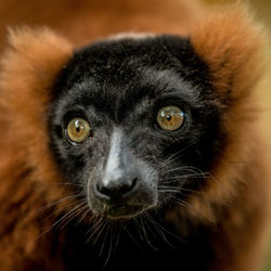Close-up portrait of a cat