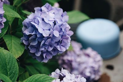 Close-up of purple hydrangea flowers