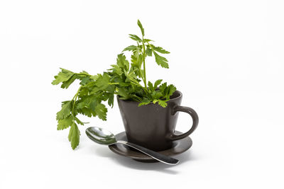 Close-up of plant against white background