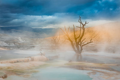 Bare tree by hot springs against cloudy sky