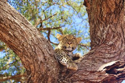 Leopard on a branch in serengeti park