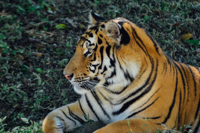 Close-up of tiger resting on field