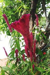 Close-up of red flowering plant during autumn