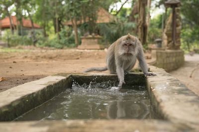 Monkey playing with water