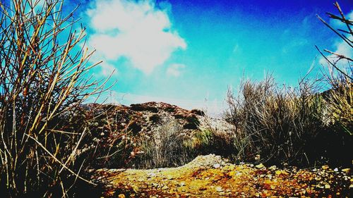 Low angle view of plants against sky