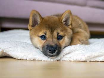 Close-up of dog relaxing on bed at home