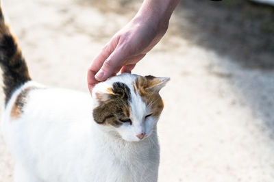 Close-up of hand holding kitten