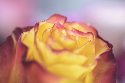 Close-up of rose flower