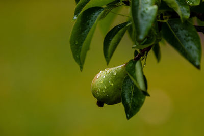Single pear after rain