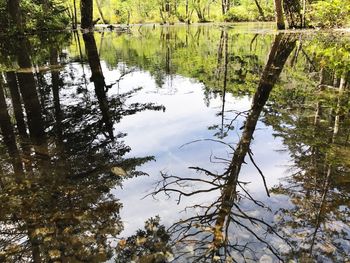 Reflection of trees in lake