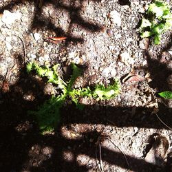 Close-up of branches against sky